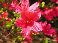 Azalee - Azalea Hinomayo (fam. Ericacees) (4) (Photo F. Mrugala)